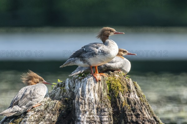 Common merganser. Mergus merganser. A group of females stands on a tree stump. Lake Wapizagonke. La