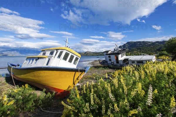 Colourful wooden fishing boats amidst yellow flowering lupines on the beach, Lago General Carrera,