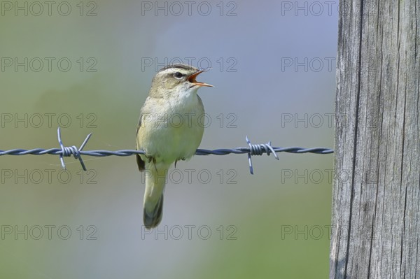 Reed warbler (Acrocephalus schoenobaenus) singing on a barbed wire fence, Wildlife, Lembruch,