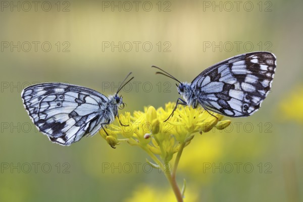 Checkerspot butterfly (Melanargia galathea) on a yellow flower, Middle Elbe Biosphere Reserve,