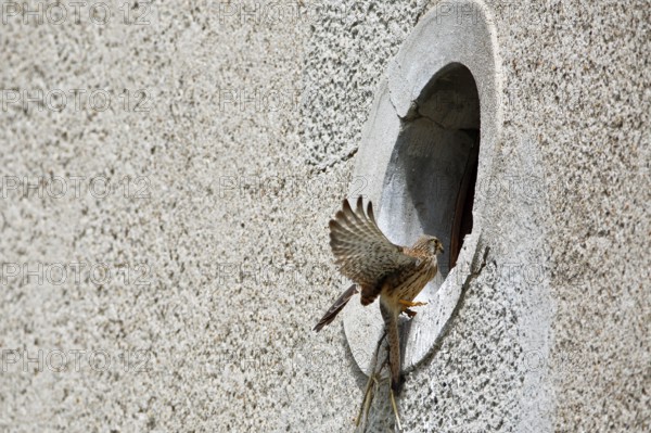 Kestrel (Falco tinnunculus) at the breeding site, Common Kestrel at the entrance hole of a house