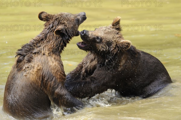 Two young bears playfully wrestling with each other in the water, Eurasian brown bear (Ursus arctos