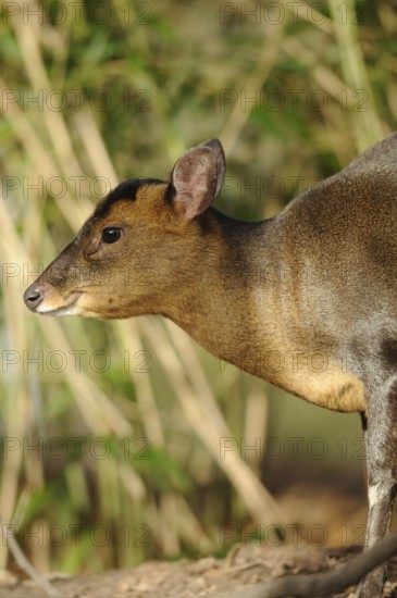 A muntjac sideways in the forest, surrounded by vegetation, with an attentive gaze, Chinese muntjac