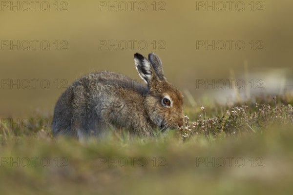 Mountain hare (Lepus timidus) adult animal in its summer coat on a hillside feeding on a Heather
