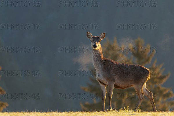 A female red deer (Cervus elaphus) stands in the first light of day on a meadow covered in hoar