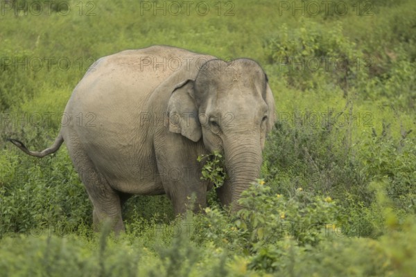 Indian elephants (Elephas maximus indicus), Khiri Khan, Hua Hin, Kui Buri National Park, Thailand,