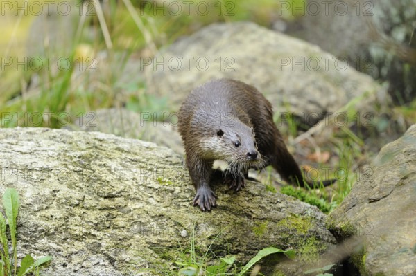 An otter climbs vigilantly over an overgrown rock, otter (Lutra lutra), Bavarian Forest National