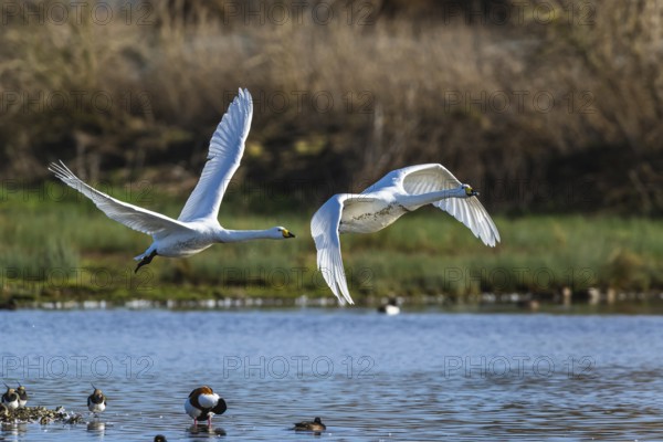 Tundra Swan, Bewick's Swan, Cygnus columbianus in flight at winter in Slimbridge, England, United