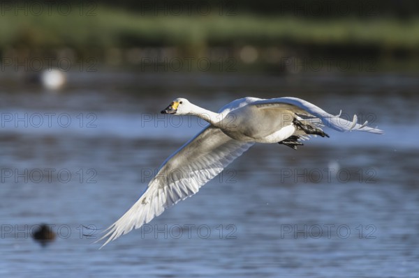 Tundra Swan, Bewick's Swan, Cygnus columbianus in flight at winter in Slimbridge, England, United