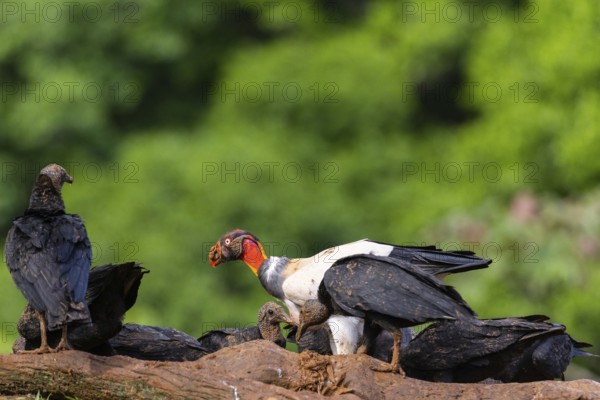King vulture (Sarcoramphus papa), cock, vulture birds (Aegypiinae), Laguna del Lagarto Lodge,