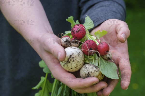 Radish (Raphanus sativus var. sativus), mixed radish, vegetable harvest, harvest, Bavaria, Germany,