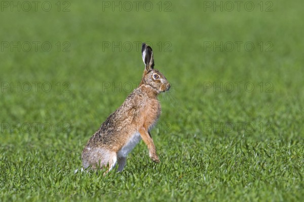 Alert European brown hare (Lepus europaeus) standing upright on its hind legs in field, grassland