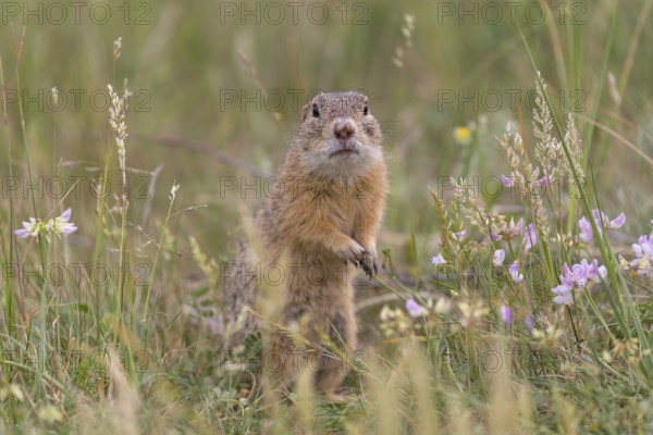 One European ground squirrel (Spermophilus citellus) or European souslik sitting in grass and