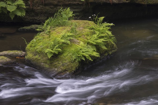 Flowing, silky water with ferns and rocks in the Edmunds Gorge, river Kamnitz, Hrensko, Ustecky