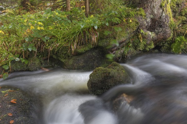 Kleine Ohe creek below Waldhaeuser village in the Bavarian Forest Nationalpark. Flowing water and