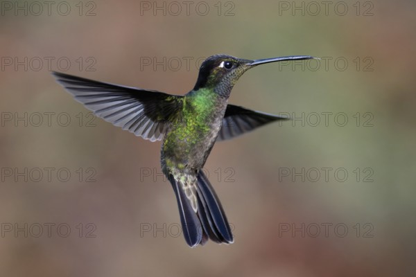 Flying Fiery-throated Hummingbird (Panterpe insignis), Costa Rica, Central America