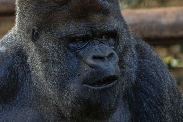 A large black gorilla with a mouth open. Concept of curiosity and wonder as the gorilla stares at