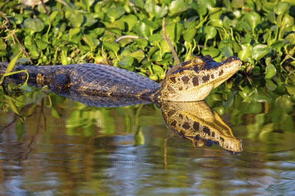 Spectacled caiman (Caiman crocodilius) Panatanal Brazil