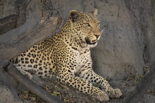 Leopard (Panthera pardus) portrait close-up of the face. The big cat is resting on a termite hill