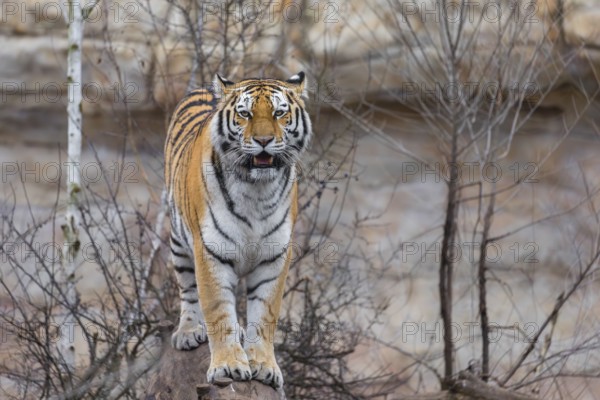 Female adult Siberian Tiger, Panthera tigris altaica, standing on a log, portrait, looking to