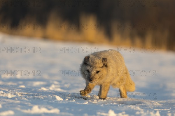 One arctic fox (Vulpes lagopus), (white fox, polar fox, or snow fox) running over a snow covered