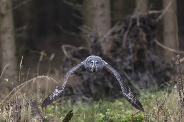 One great grey owl (Strix nebulosa) flying through a spruce forest