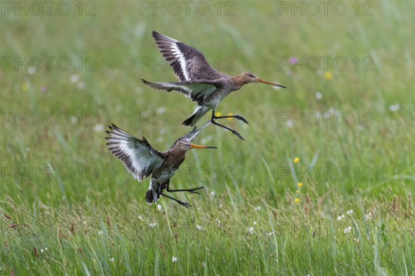 Black-tailed Godwit (Limosa limosa), in flight, two adult birds fighting over breeding territorial