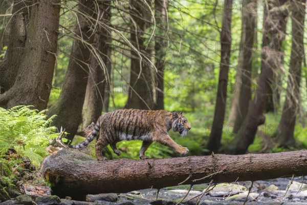 One young female Siberian Tiger, Panthera tigris altaica, crossing a creek deep in a forest over a
