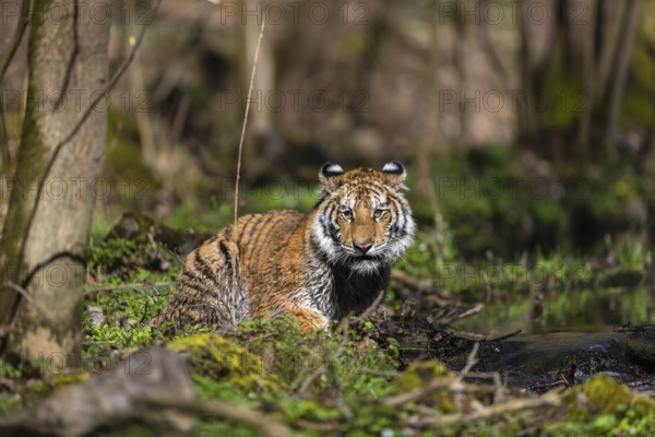 One young female Siberian Tiger, Panthera tigris altaica, standing on shore of a creek in a forest.