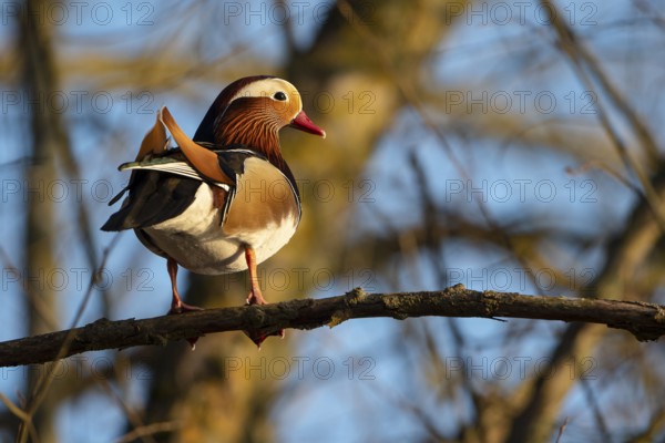 Mandarin duck (Aix galericulata), drake, sitting on a branch, high in a tree, Heiligenhaus, North
