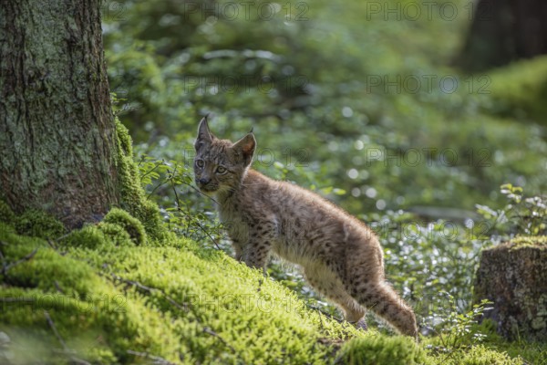One young (10 weeks old) male Eurasian lynx, (Lynx lynx), walking over a mossy, wet forest floor.