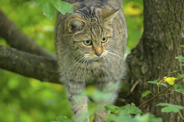 European wildcat or forest cat (Felis silvestris) in the wildcat enclosure at the Thayatal National