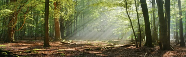 Panorama, morning mood in a natural deciduous forest of beech and oak trees, sunbeams breaking