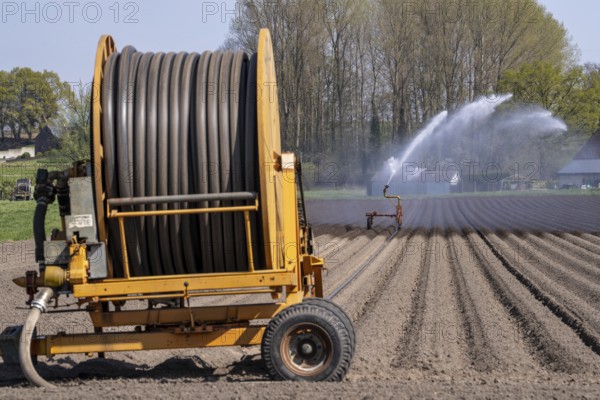 Artificial irrigation of a potato field in April, with a sprinkler system, long drought in spring