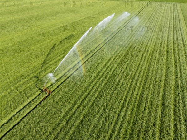 Artificial irrigation of a cereal field in April, with a sprinkler system, long dry spell in spring