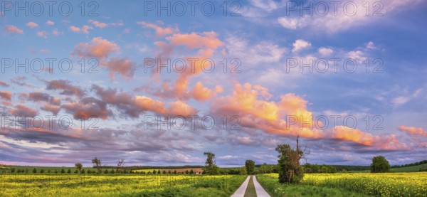 Straight field path made of concrete slabs through typical field landscape in spring in the