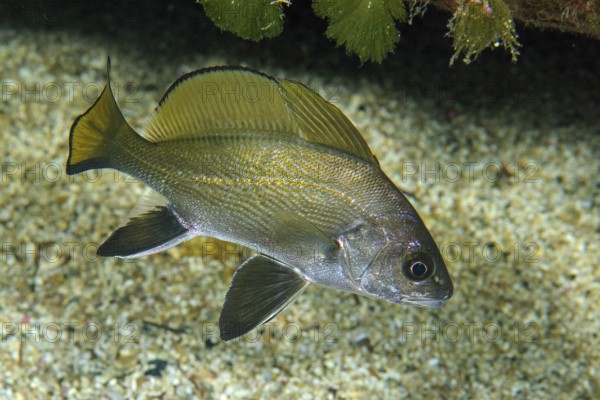 Grey mullet (Sciaena umbra with spread fins swimming over sandy seabed in rocky reef, Mediterranean