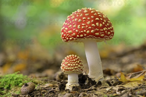 Fly agaric (Amanita muscaria), small and large fruiting bodies, North Rhine-Westphalia, Germany,
