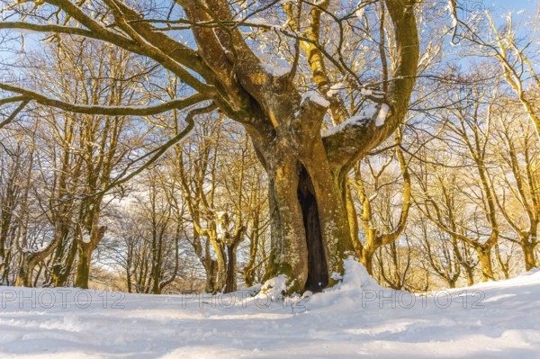 Oianleku Natural Park at sunrise, snowy beech forest in the town of Oiartzun in Peñas de Aya,