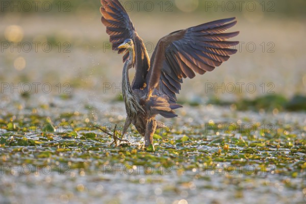 Purple heron (Ardea purpurea), the bird searches for prey in shallow water in the early morning and