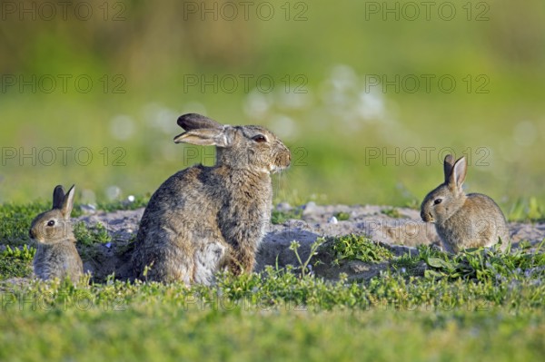 European rabbits, common rabbit (Oryctolagus cuniculus) adult with two young, kits sitting near