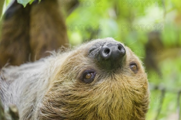 Frontal portrait of A Linnaeus's two-toed sloth (Choloepus didactylus) with open eyes