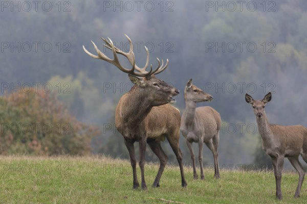 Red Deer buck standing on a meadow in autumn. Fog and trees in the background. Rutting season,