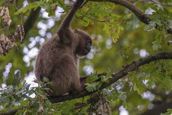 One female Gelada (Theropithecus gelada), or bleeding-heart monkey sitting high up in a tree