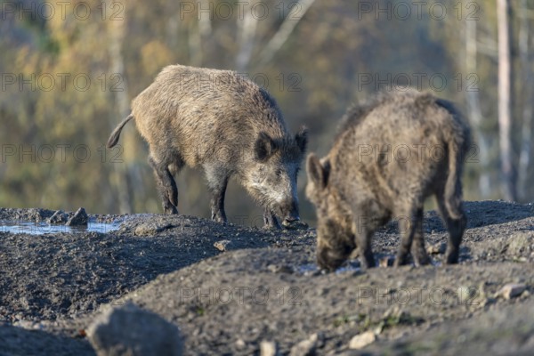 Two wild boar or wild pig (Sus scrofa), standing on a muddy opening searching for food, with an