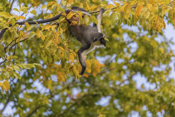 One adult Diana monkey (Cercopithecus diana) climbing along a thin twig with yellow leafs high up
