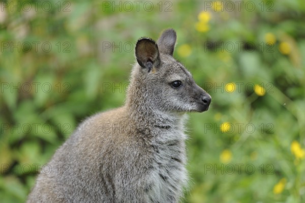 Kangaroo in side profile with background of green plants and yellow flowers, red-necked wallaby