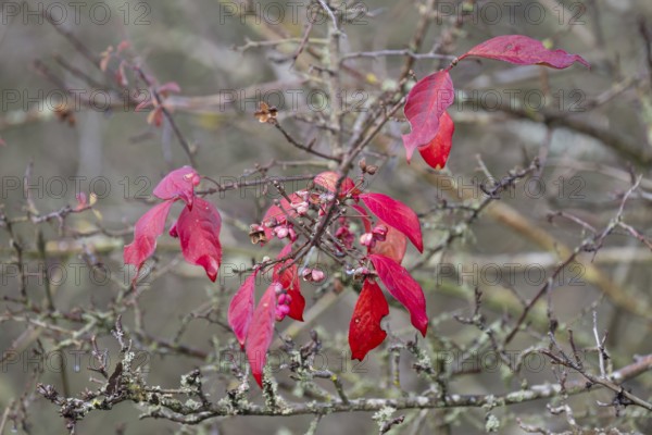Red discoloured leaves of the common spindle bush (Euonymus europaeus) in autumn, Thuringia,