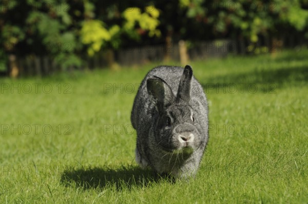Grey hare running forward on a green meadow, domestic rabbit (Oryctolagus cuniculus forma