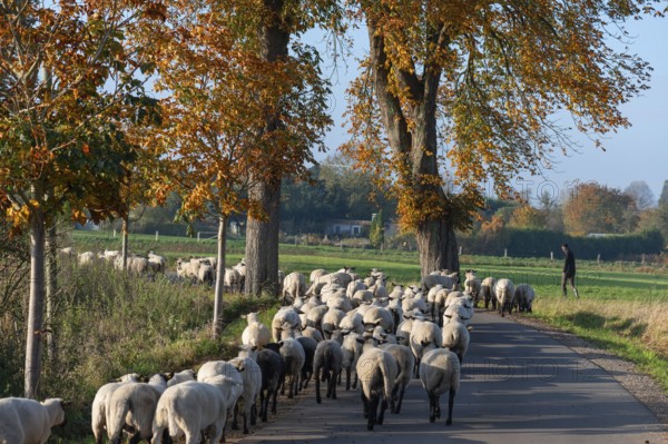 Shepherd moving black-headed sheep (Ovis gmelini aries) to another pasture, Mecklenburg-Western
